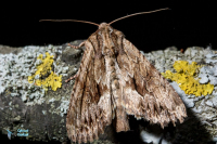 Noctuelle du genêt-