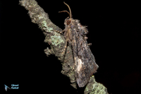 Pie (la)-Aedia funesta