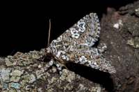 Noctuelle soignée-