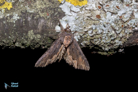 Noctuelle hérissée-