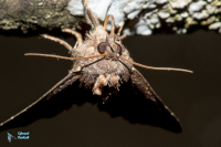 Noctuelle hérissée-