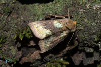 Vert doré (le)-
