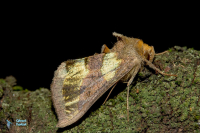 Vert doré (le)-