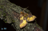 Plusie (la)-Diachrysia S.P.