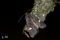 Noctuelle de la persicaire-