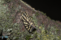 Arlequinette jaune-