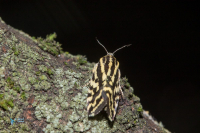 Arlequinette jaune-