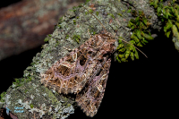 Noctuelle du cucubale-