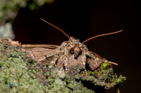 Noctuelle du cucubale-