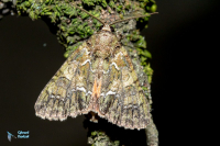 Noctuelle du caméridier-