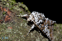 Noctuelle soignée-