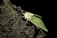 Halias du chêne-