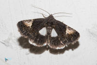 Pie (la)-Aedia funesta