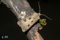 Noctuelle trapue-