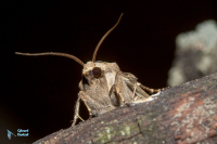 Noctuelle trapue-