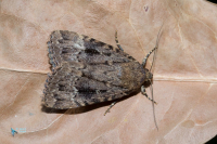 Noctuelle berbère-