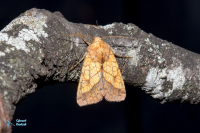 Chrysographe (la)-