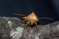 Chrysographe (la)-