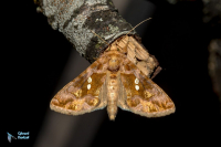 Plusie chalcite (la)-
