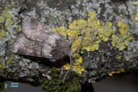 Noctuelle du lys des prés-