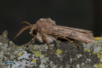 Noctuelle cythérée-