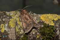 Noctuelle cythérée-