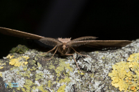 Noctuelle lythargyrée-