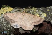 Noctuelle lythargyrée-