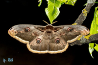 Grand Paon de nuit-