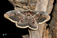 Grand Paon de nuit. Saturnia pyri.