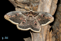 Grand Paon de nuit. Saturnia pyri.