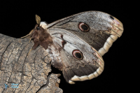Grand Paon de nuit-