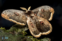 Grand Paon de nuit-
