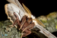 Grand Paon de nuit-