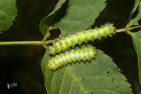 Grand Paon de nuit-Saturnia pyri