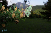 Isabelle-Actias isabellae