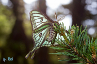 Isabelle-Actias isabellae