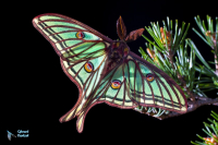 Isabelle-Actias isabellae