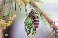 Isabelle-Actias isabellae