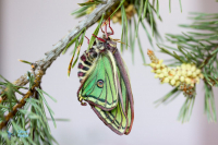 Isabelle-Actias isabellae
