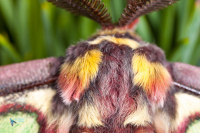 Isabelle-Actias isabellae