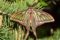 Isabelle-Actias isabellae