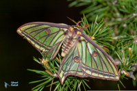 Isabelle-Actias isabellae