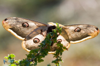 Grand Paon de nuit-