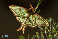 Isabelle-Actias isabellae