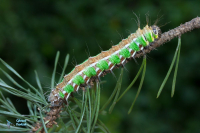 Isabelle-Actias isabellae