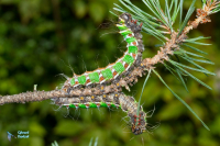 Isabelle-Actias isabellae