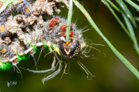 Isabelle-Actias isabellae