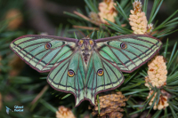 Isabelle-Actias isabellae