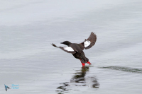Guillemot à miroir.